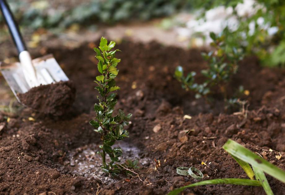 Frisch gepflanzter Baum bei Hochzeit